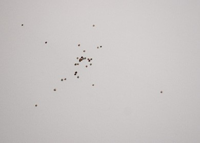 <i>niche</i> [detail]