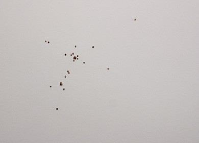 <i>niche</i> [detail]
